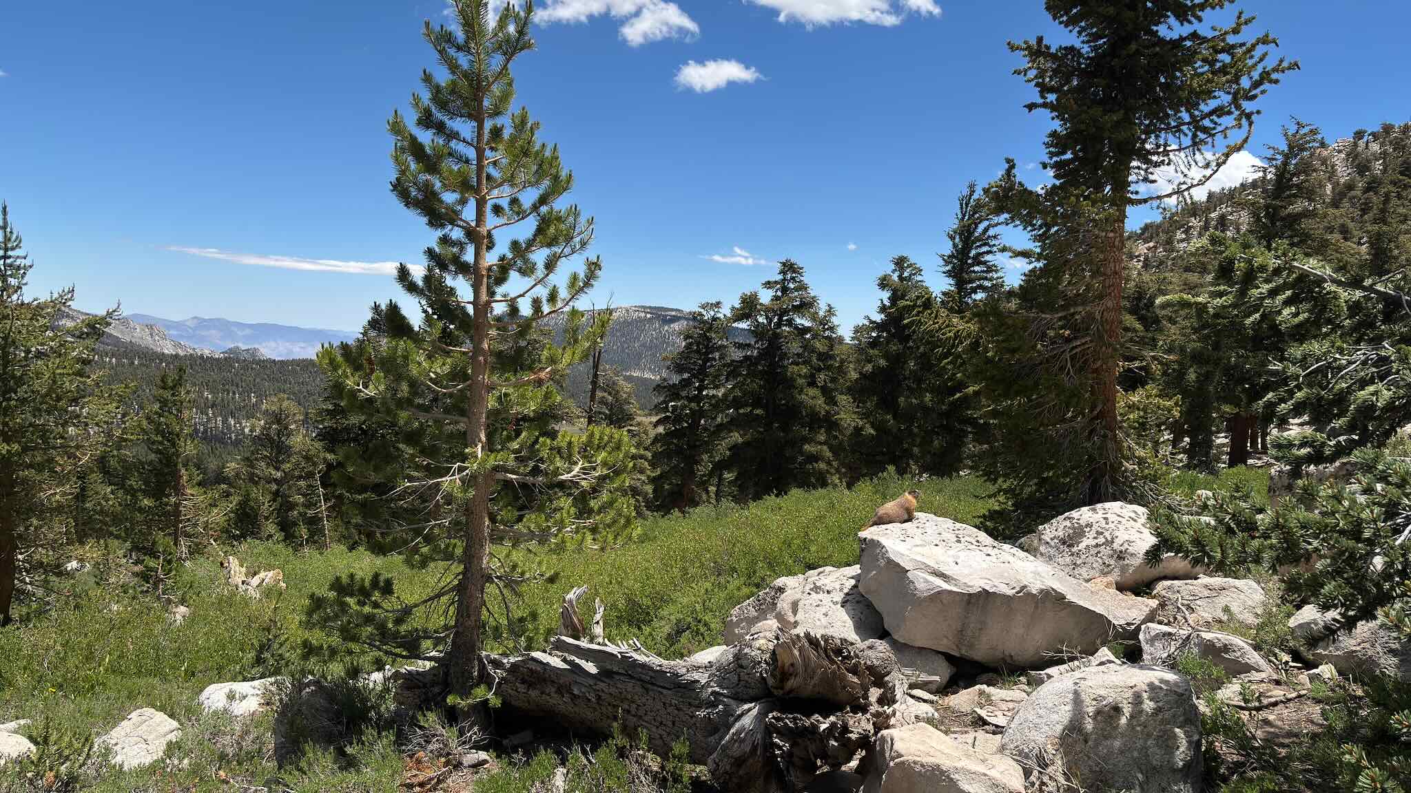 A marmot overlooking his domain before we traverse Cottonwood Pass.
